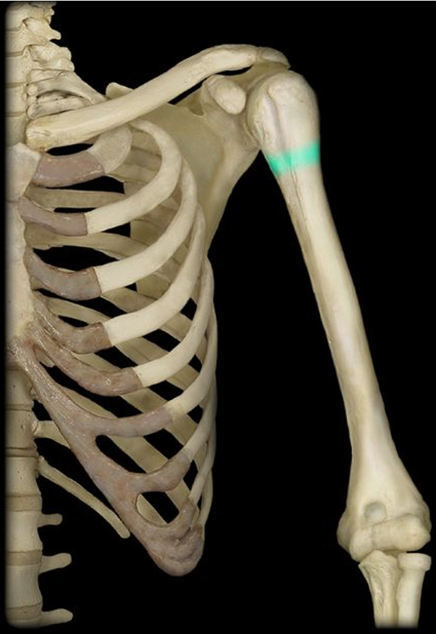<p>the narrow region beneath all the superior structures of the humerus</p>