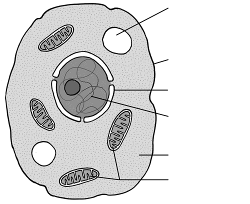 <p>Identify the organelle for 93</p>