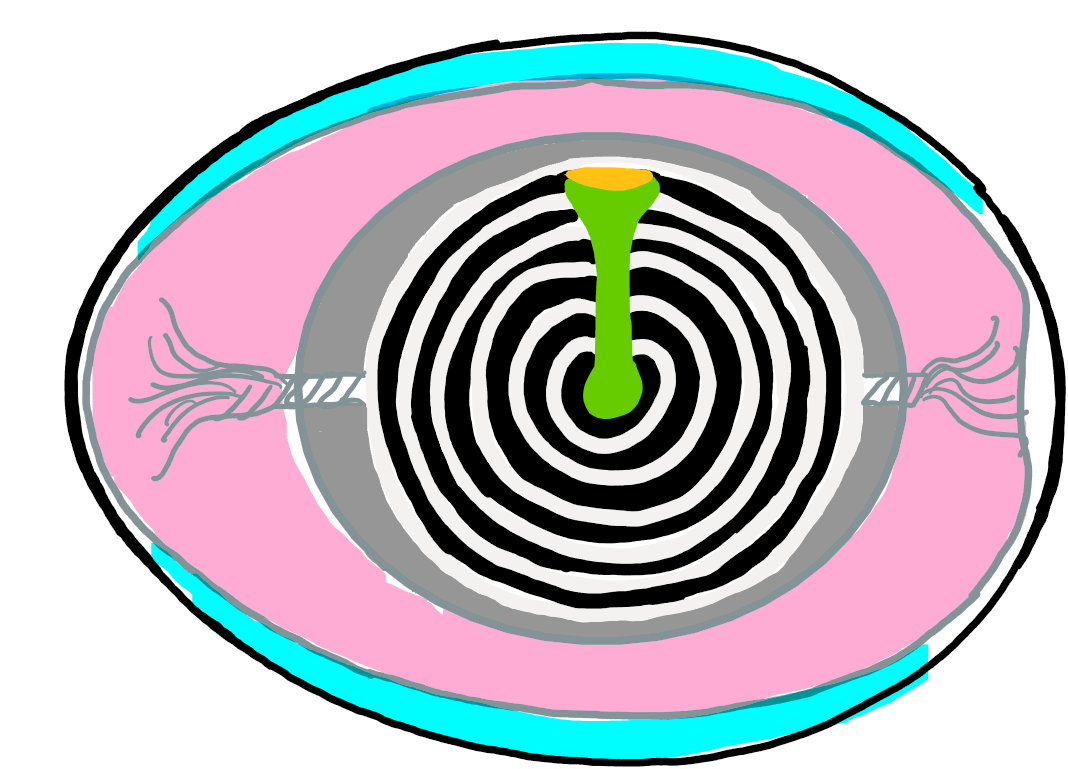 <p>Which part of the egg is represented by the gray whispies on either side of the yolk?</p>