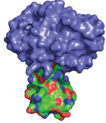 <p>Bovine Pancreatic Trypsin Inhibitor with trypsin</p>