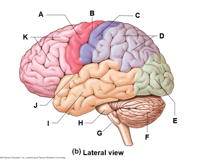 <p>where is the medulla oblongata and what does it do</p>