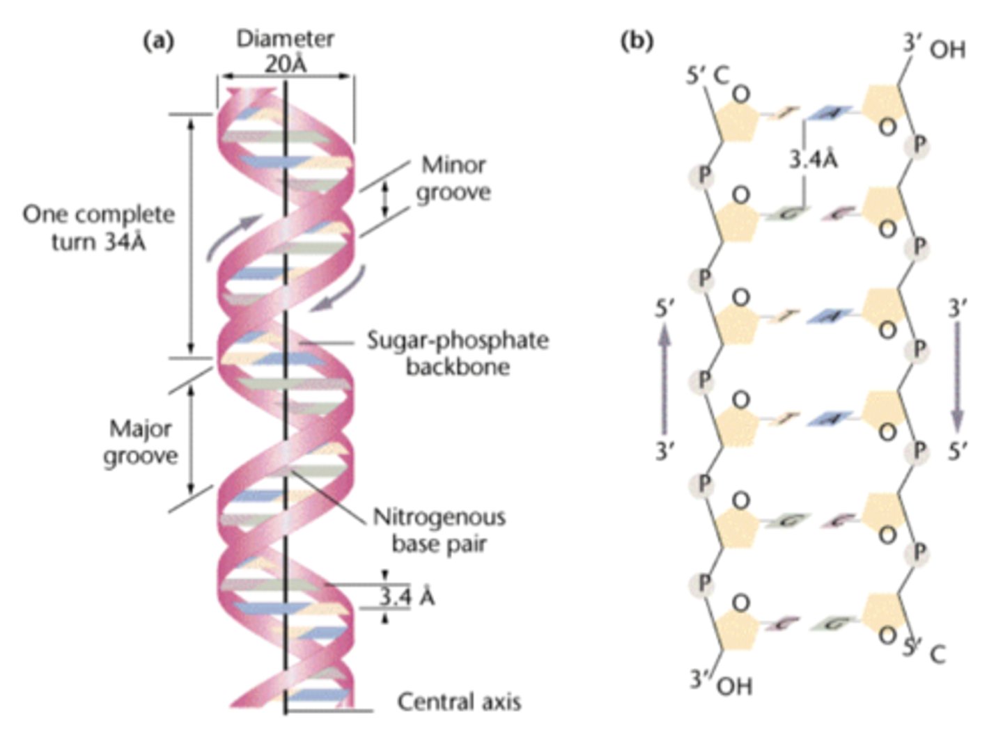 <p>the structure of DNA in cells</p>