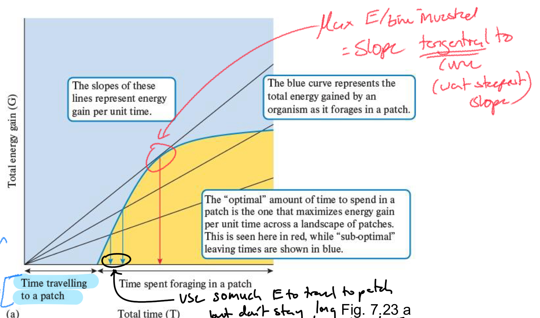 <p>Steepest Slope </p><ul><li><p>TANGENTIAL to Line</p></li></ul><p></p>