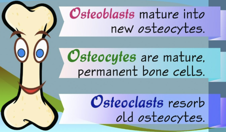 <p>Two Major Cell Types:</p>