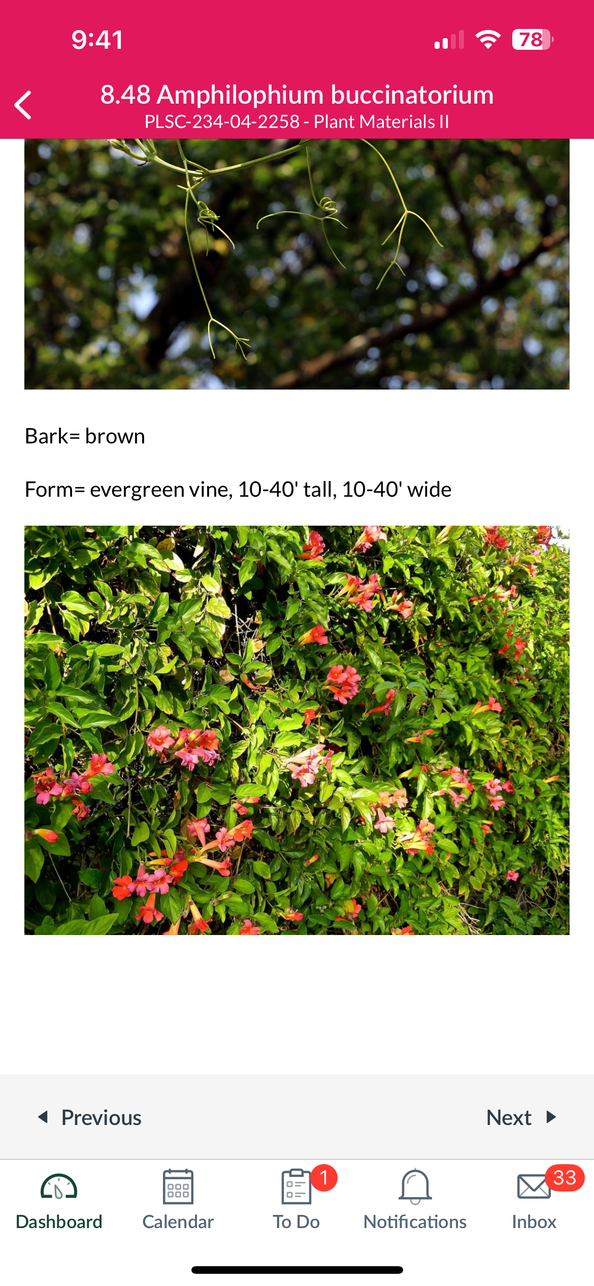 <p>Blood red trumpet vine </p>