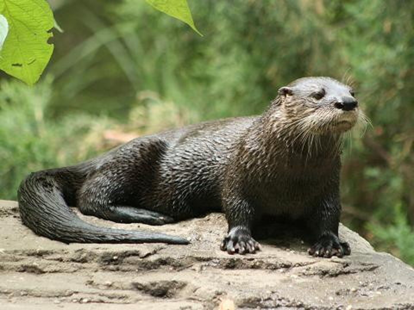 <p>North American River Otter</p>