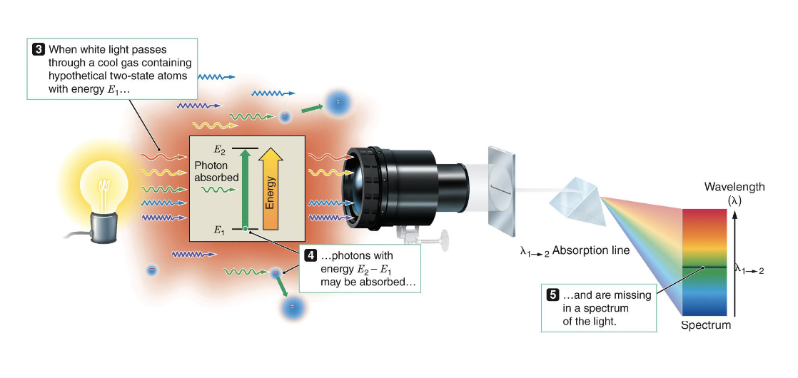 <p>White light contains all colors, so when it passes through a prism, it produces a <strong>continuous spectrum</strong>.</p><p>If the spectrum passes through cool gas,<strong> electrons in the atoms of the gas absorb the energy of a photon </strong>and move to a higher, more excited state. That photon contains a specific wavelength or color.</p><p><strong><u>Absorption is electron moving from LOW to HIGH.</u></strong></p><p>This produces <strong>Absorption lines</strong> that appear on the spectrum (can tell us chemical makeup of gas).</p><p>Absorption lines are produced from a <strong>cold gas,</strong> because cold gases is in a less excited state and can absorb energy/radiation.</p>