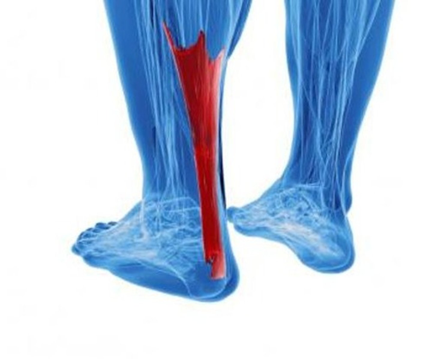 <p>Achilles tendon</p>