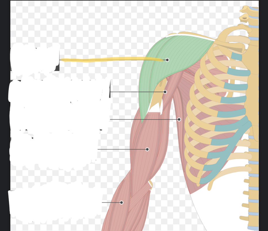 <p>Identify the highlighted muscle</p>