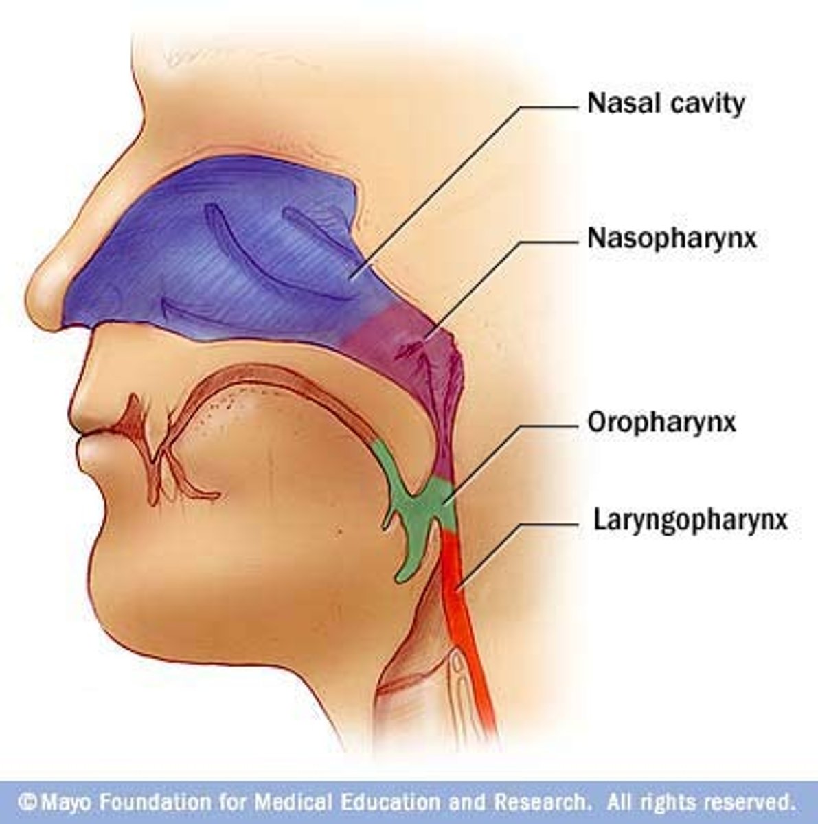 <p>the membrane-lined cavity behind the nose and mouth, connecting them to the esophagus.</p>