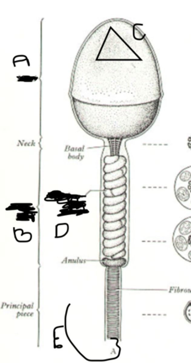 <p>D</p>