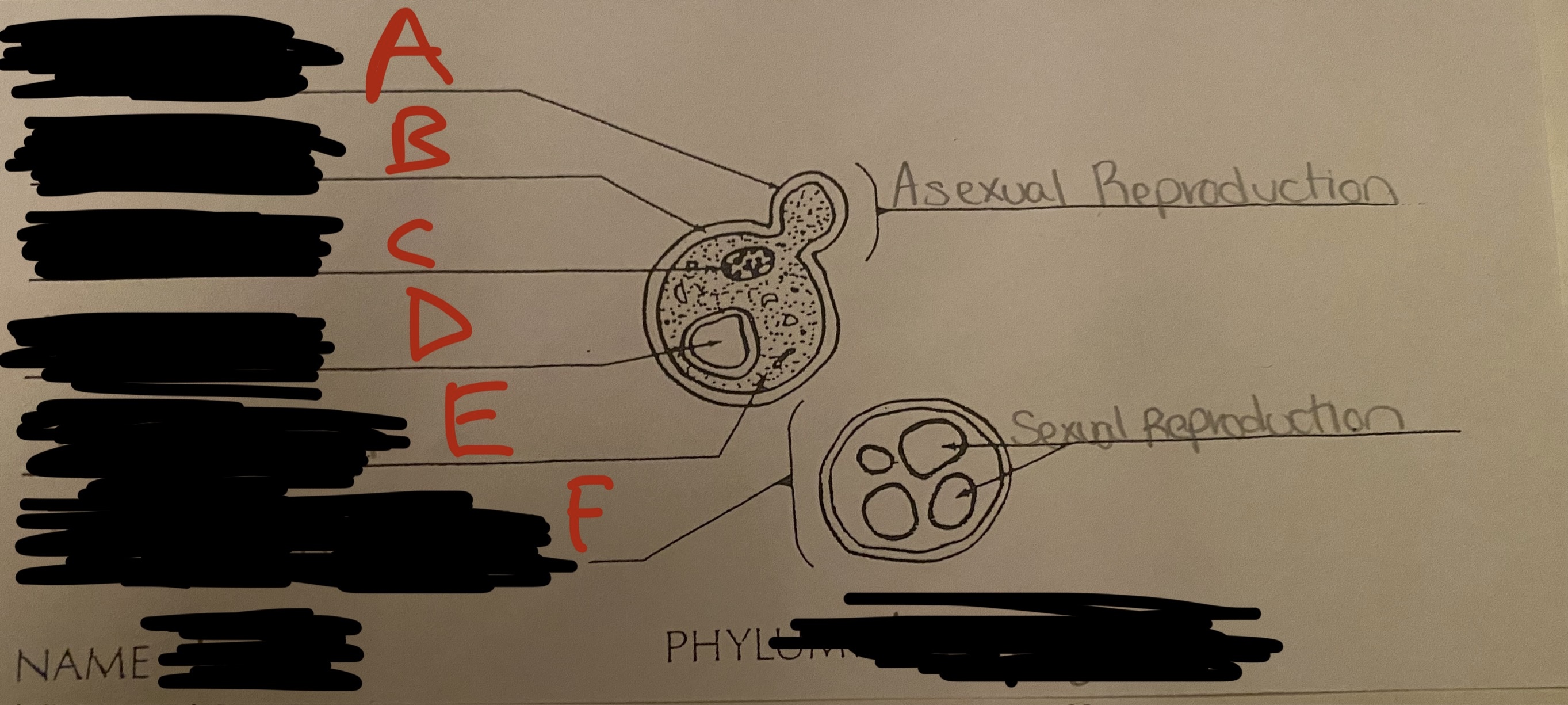 <p>Label the letters with the correct term</p>