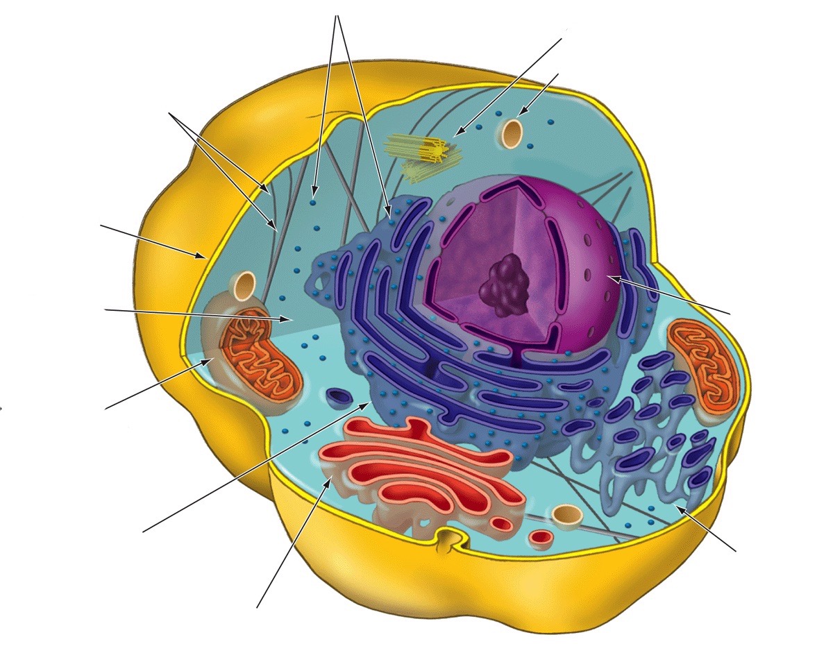 Cytoskeleton