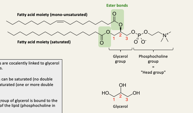 <ul><li><p>2 fatty acids are covalently linked to glycerol via ester bonds</p></li><li><p>The fatty acids can be saturated or unsaturated</p></li><li><p><span style="font-family: "Helvetica Neue"; line-height: normal; font-size: 12px;"><span> </span></span>The third OH group of glycerol is bound to the ‘head group’ of the lipid (phosphocholine in this example)</p></li></ul><p></p>