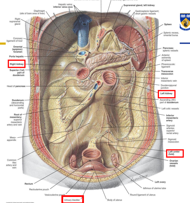 <p>DIAGRAM ON SLIDE 11</p><ul><li><p>kidneys and ureters are retroperitoneal</p></li><li><p>urinary bladder is subperitoneal</p></li></ul><p></p>
