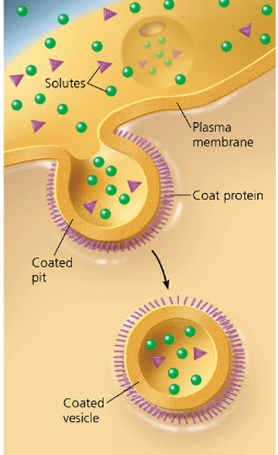 <p>pinocytosis </p>