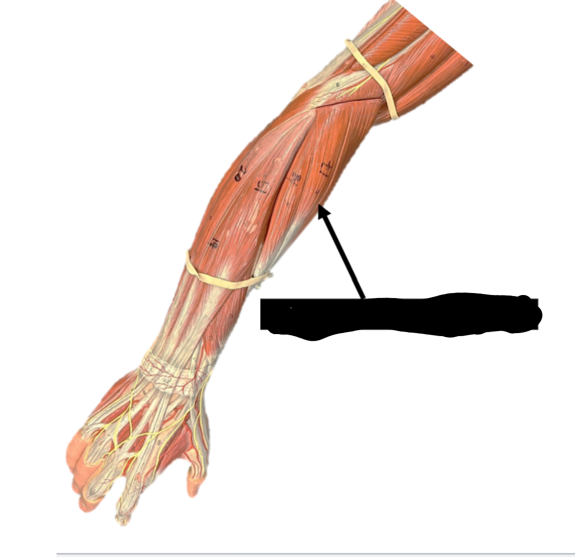 <p>Origin: lateral epicondyle of humerus</p><p>Function: extends and abducts wrist</p>