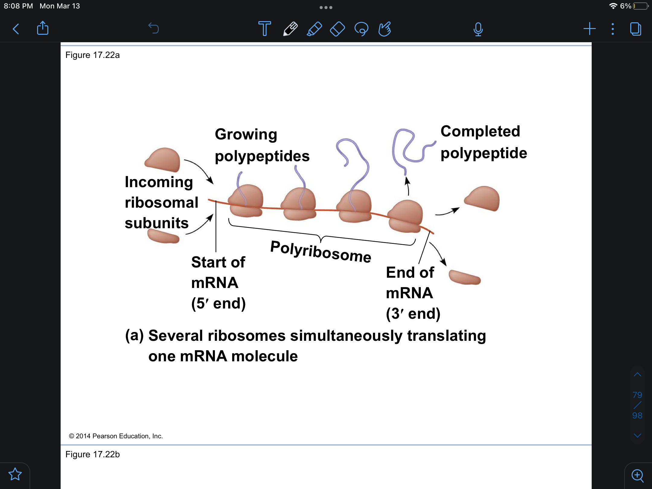 <p>Polyribosome</p>