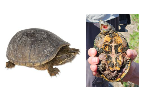 <p><span><span>Two light stripes on head, lots of skin in between bottom scutes, square front scute</span></span></p>