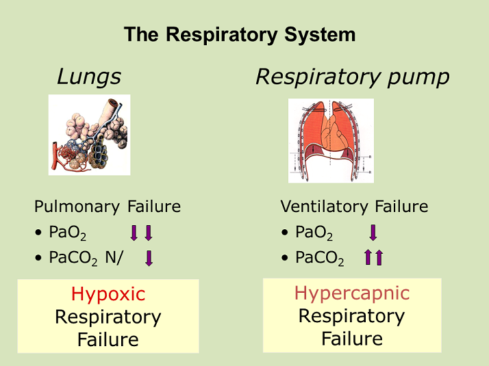 <ul><li><p><span>Pulmonell vasokonstriktion → förhöjt tryck i lilla kretsloppet → högerkammarsvikt.&nbsp;</span></p></li><li><p><span>Vätskeretention → </span><em><span>lokal </span></em><span>vasokonstriktion i njure ger minskad GFR och då mer natrium.&nbsp;</span></p></li><li><p><span>Perifer vasodilatation.&nbsp;</span></p></li><li><p><span>Perifera ödem.&nbsp;</span></p></li><li><p><span>Sekundär polycytemi pga stigande EPO.</span></p></li><li><p><span>Kognitiv påverkan</span></p></li></ul>