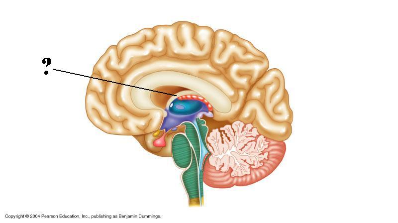 <p><span><span>Identify the indicated structure of the brain</span></span></p>