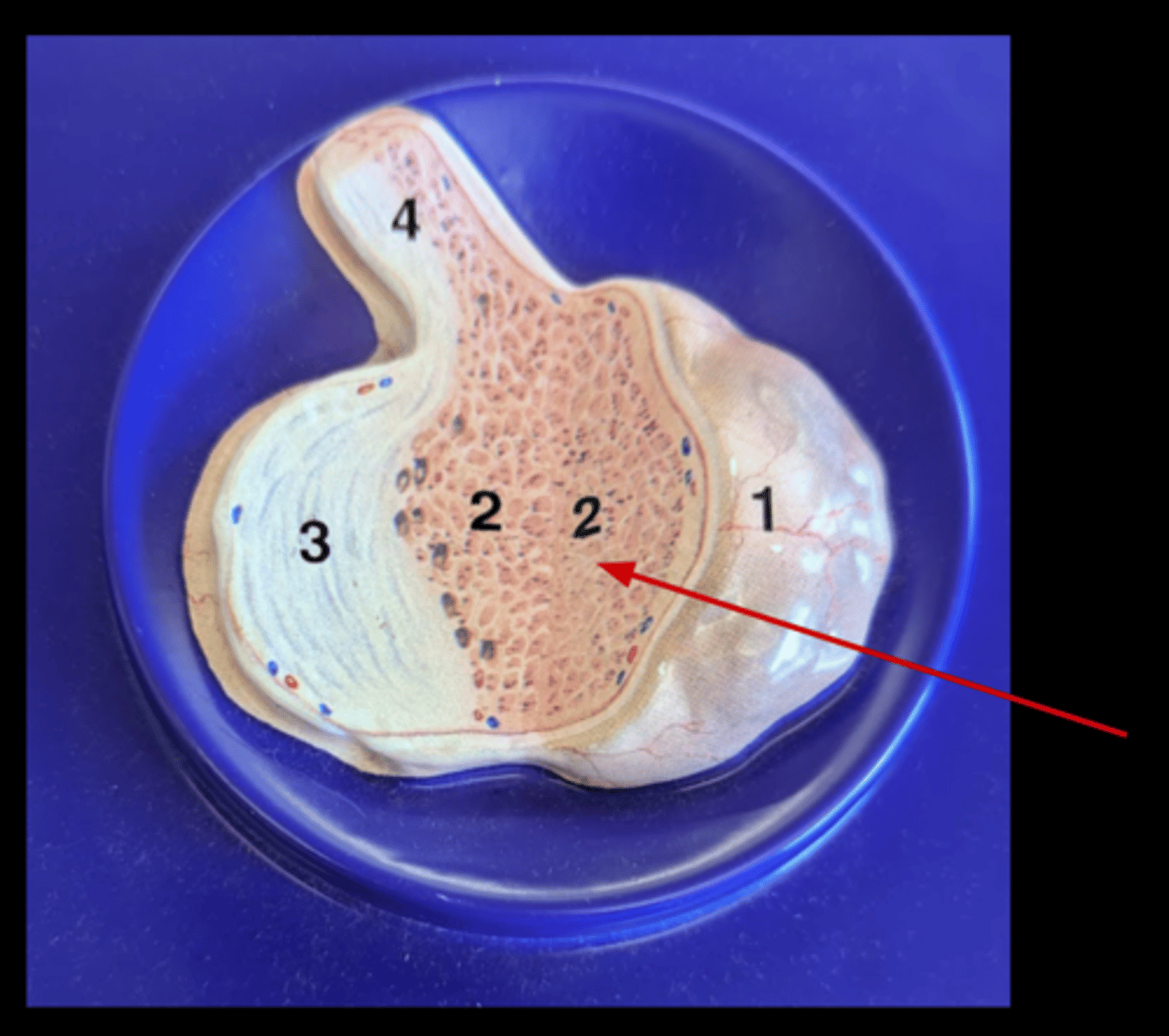 <p>Name this gland</p>