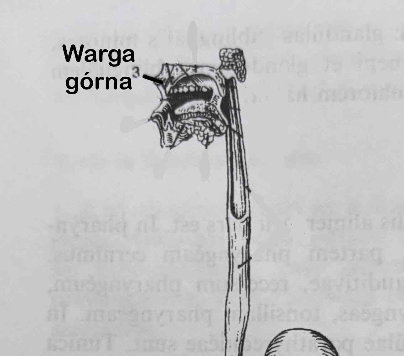 <p>Warga górna</p>