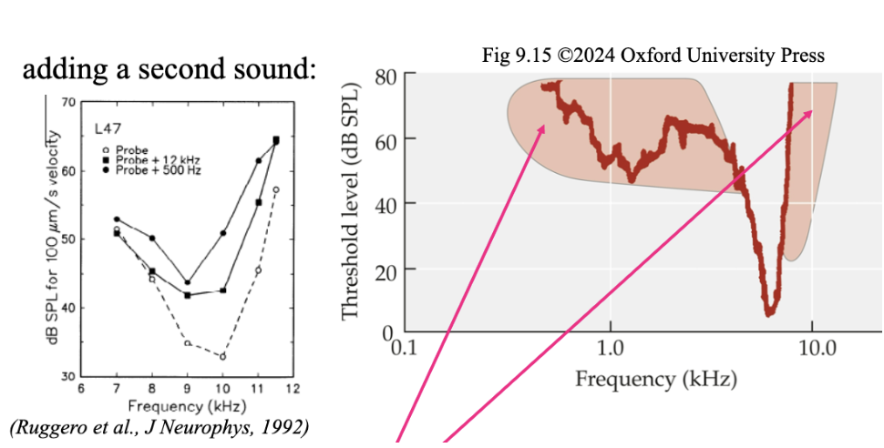 <p><span style="background-color: transparent; font-family: &quot;Times New Roman&quot;, serif;">Decrease in firing rate of auditory nerve fibre to its CF when a 2nd tone of similar frequency<strong> (shaded areas only)</strong> is presented at the same time</span></p><ul><li><p><span style="background-color: transparent; font-family: &quot;Times New Roman&quot;, serif;">Occurs in the <strong><u>outer hair cells</u></strong></span></p></li><li><p><span style="background-color: transparent; font-family: &quot;Times New Roman&quot;, serif;">Frequency code for complex sounds is NOT the sum of indv auditory nerve fibre responses to indv pure tones</span></p></li><li><p><span style="background-color: transparent; font-family: &quot;Times New Roman&quot;, serif;">When the ear is stimulated with two tones at the same time—say, a primary tone (the one you’re testing) and a second nearby tone (the suppressor)—the response to the primary tone becomes smaller than it would be if that tone were presented alone. In other words, the second tone suppresses the cochlear response to the first.</span></p></li></ul><p></p>