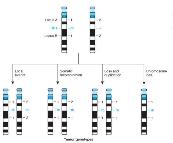 <p>initial mutation = chromosomal deletion / point mutation</p><ul><li><p>second copy of gene is lost/replaced by first defective gene</p></li><li><p>can result in loh – daughter cell is now homozygous for the mutation</p></li></ul><p></p>