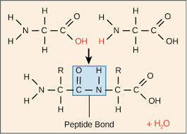 <p>Peptide bond (+H2O)</p>