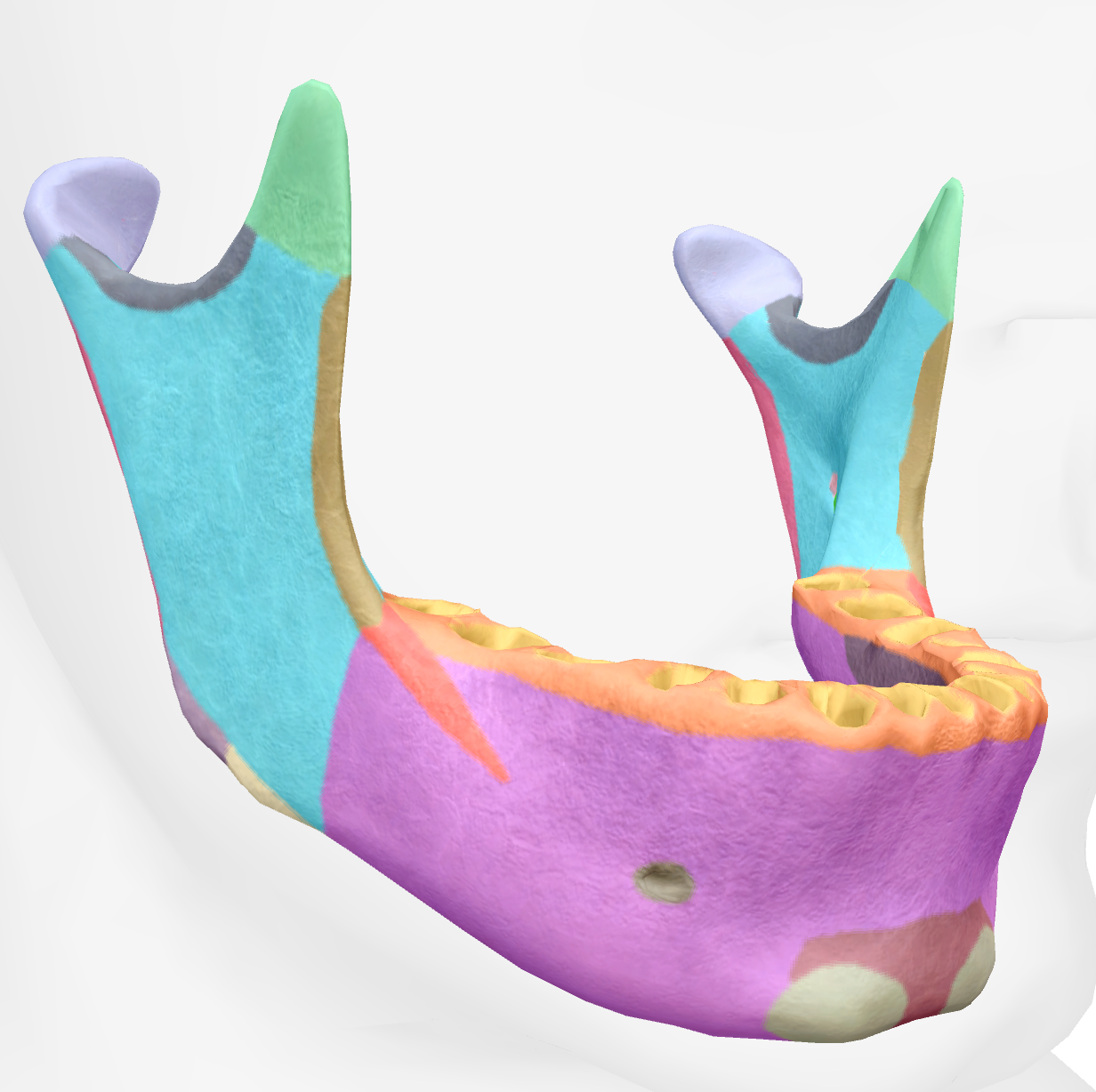 <p>posterior section that sticks up of the mandible </p>