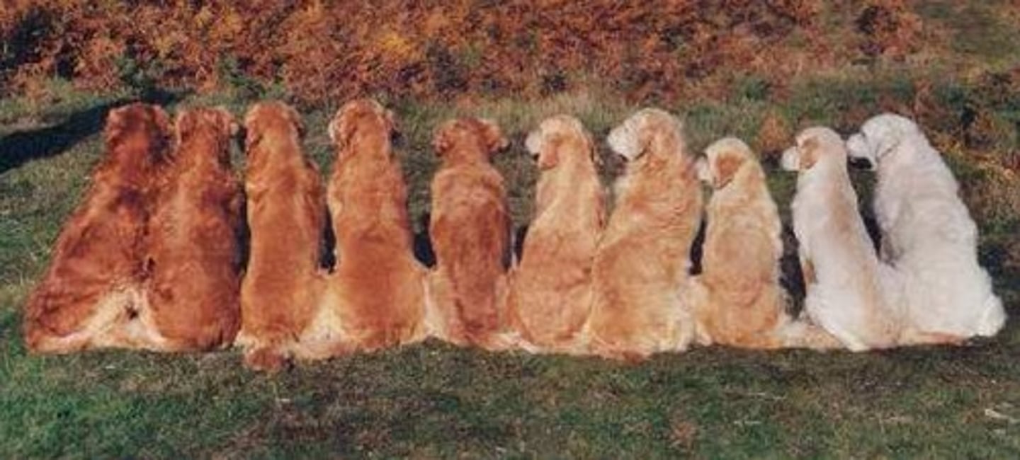 <p>the lighter pigment that provides natural colors ranging from red to ginger to yellow and blond tones.</p>