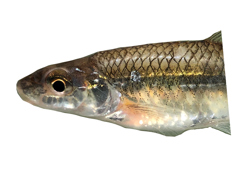 <p><span>-Silver jaw, pearly chambers on cheek</span></p><p style="text-align: left;"><span>-8 Dorsal rays</span></p><p style="text-align: left;"><span>-Dark outlined scales</span></p>