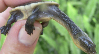 <ul><li><p>retract necks sideways into shell (Pleurodira)</p></li><li><p>large overhang of carapace</p></li><li><p>12 scutes on plastron</p></li></ul>