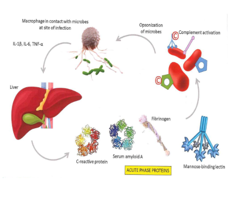 <p>positive acute phase protines: their levels increase in response ot inflammation (e.g. CRP, SAA, haptoglobin)</p><p>Function of positive acute phase:</p><ul><li><p>enahcning immune function, modulating the inflamamtory response, promoting tissue repair</p></li></ul><p>negative acute phase proteins: their levels decrease during inflammation (e.g. albumin)</p><p>function of negative acute phase proteins:</p><ul><li><p>regulating inflmmation to maintain homeostasis</p></li></ul><p></p><p>produced in the liver</p><p></p>