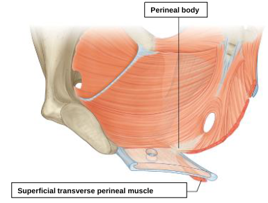 <p>perineal body </p>