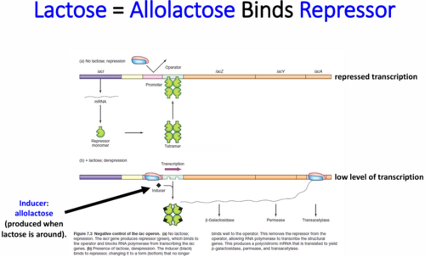 <p>Active when there is no lactose present</p><p>Turned off by the inducer allolactose (a product of lactose breakdown)</p>