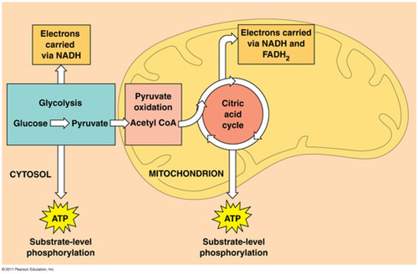 <p>When the cytoplasm breaks down the glucose to make 2 molecules of ATP and the glucose become pruvate.</p>