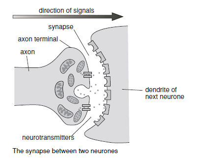 <p>They connect end to end with other neurones and pass along messages via small electric currents called nervous impulses. These always travel in the same direction through any neurone – impulses going in different directions are carried by different neurones.</p>