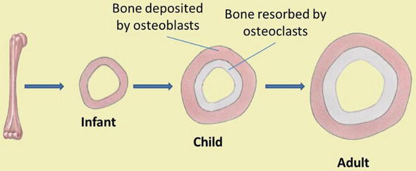 <ul><li><p>increase diameter of existing bones</p><ul><li><p>does not form original bones</p></li></ul></li><li><p>osteogenic cells differentiate into osteoblasts that add bone matrix under periosteum via intramembranous ossification</p><ul><li><p>adds successive layers of circumferential lamellae</p></li><li><p>trapped osteoblasts become osteocytes</p></li></ul></li><li><p>deeper lamellae recycled and replaced by osteons</p></li><li><p>osteoclasts remove matrix at inner surface to enlarge medullary cavity</p><ul><li><p>osteoclasts resorb old bone that lines the medullary cavity</p></li></ul></li></ul><p></p>