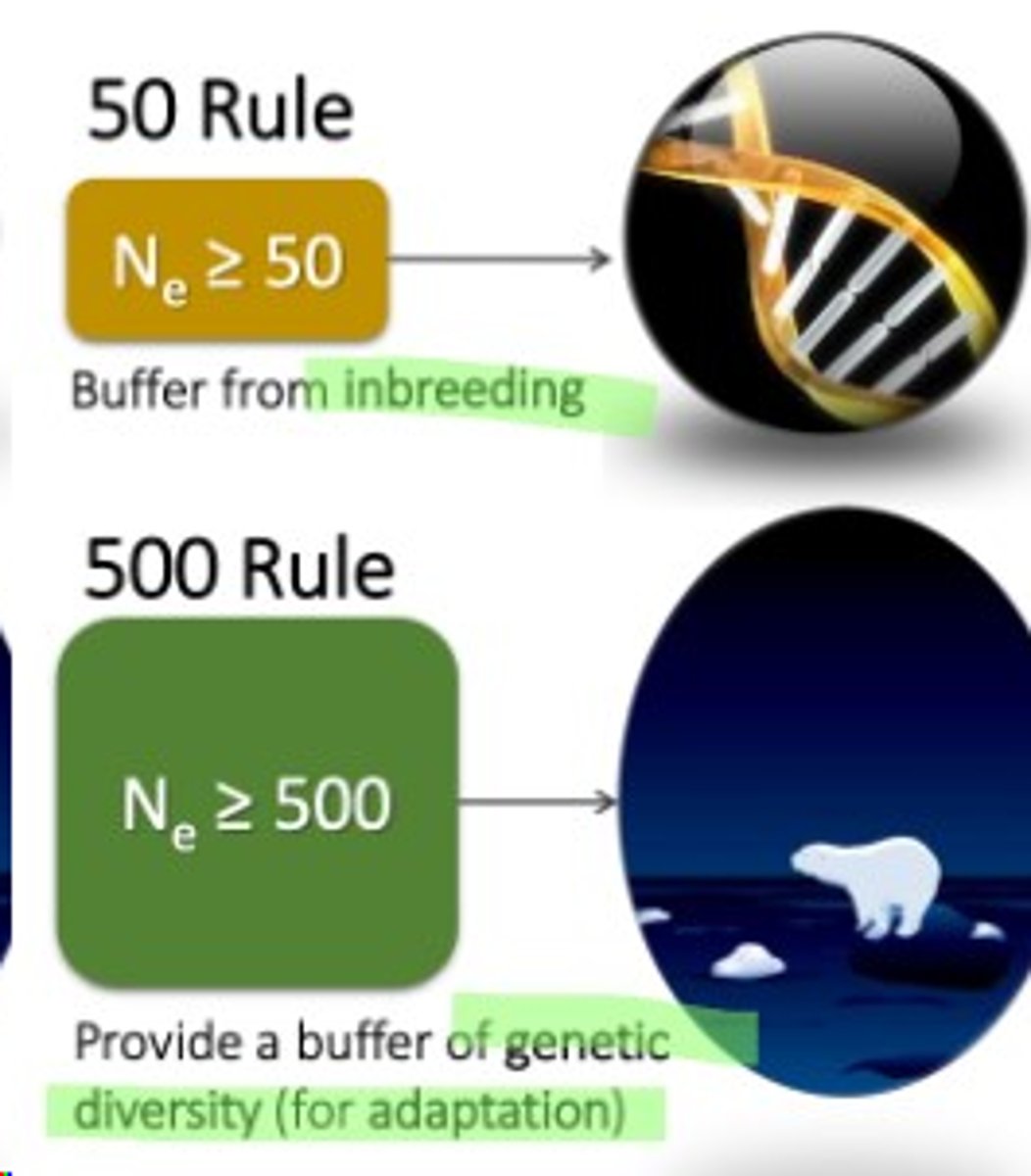 <p>Populations need at least 50 individuals to prevent inbreeding and 500 to minimise genetic drift over time.</p>