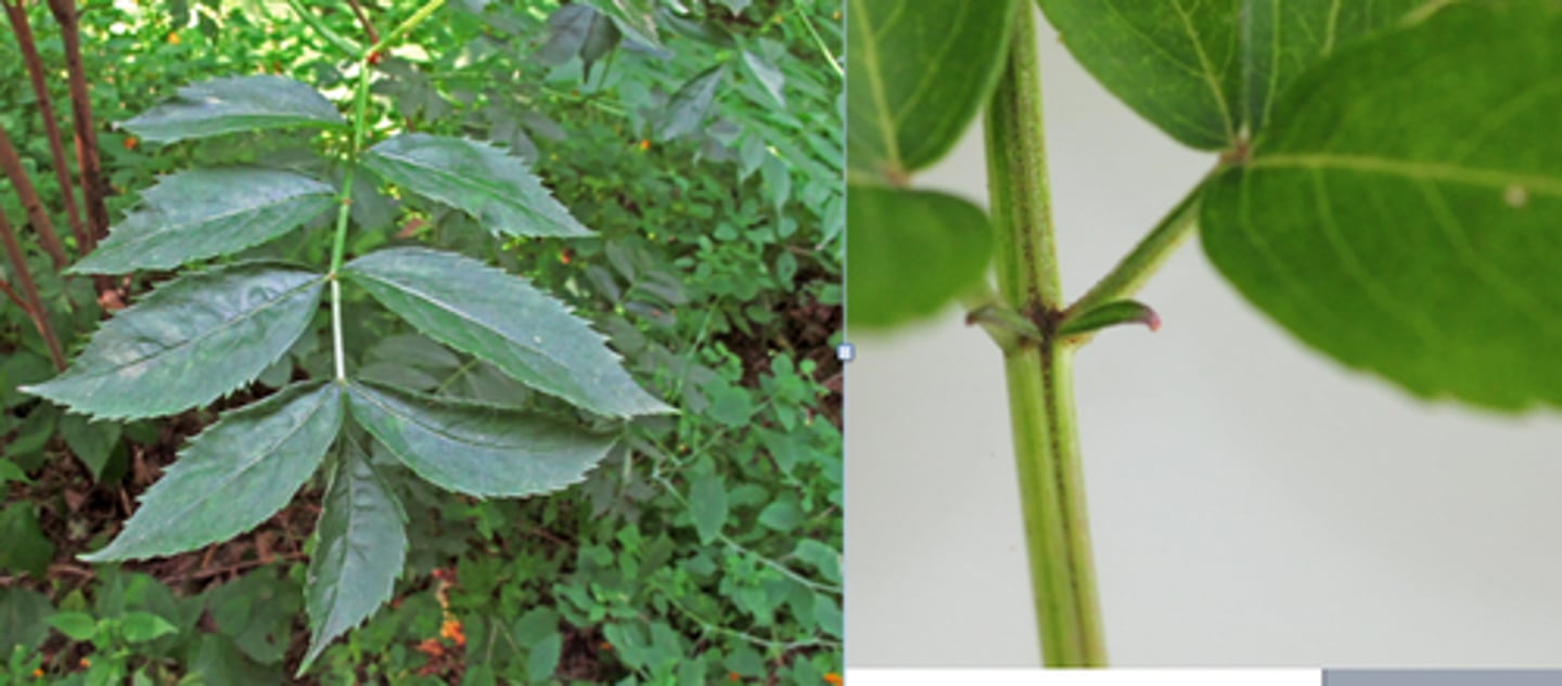 <ul><li><p>flat-topped umbel</p></li><li><p>salt-like spots on park</p></li><li><p>pinnately compound opposite leaves</p></li></ul><p>Species</p>