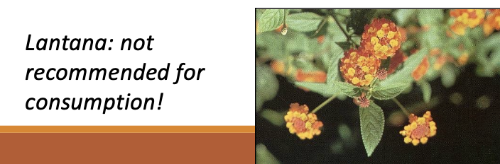 <p>-vaccination or transfusion with blood or plasma</p><p>-exposure to plant or chemical toxins</p><p>-fever, colic, weight loss</p><p>-# of affected or exposed animals</p><p>-any prior lab work or treatment</p>