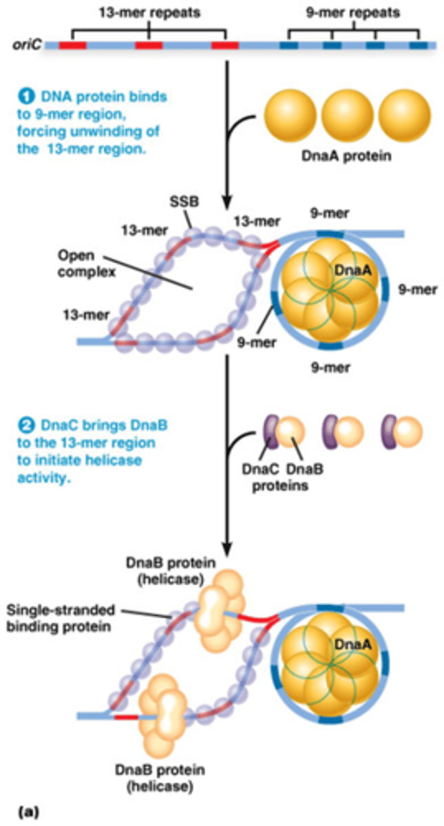 <p>1. Dna-A (een eiwit) bindt aan 9-meer sequenties van de ORI</p><p>->ontwinding van 13-meer sequenties.</p><p>2. SSB (Single-Strand Binding protein) bindt aan ssDNA en voorkomt re-hybridisatie van 2 ssDNA strengen</p><p>3. DnaB (DNA helicase) gerecruteerd via DnaC (een helicase-lader): laat bidirectionele replicatie toe.</p><p>tekening legt het weeral perfect uit</p>