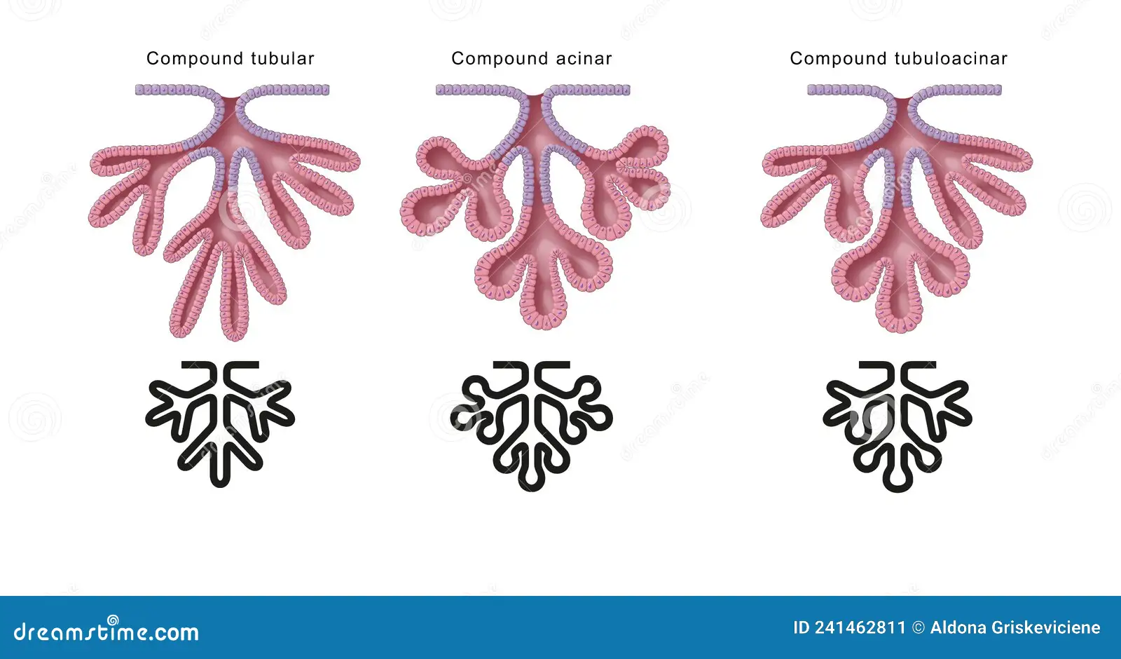 <p>acinar multicellular gland</p>