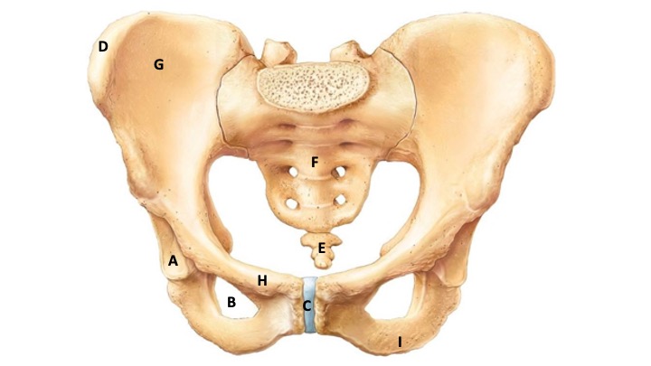 <p>What type of bone marking is B? (Hint: it’s an opening)</p>