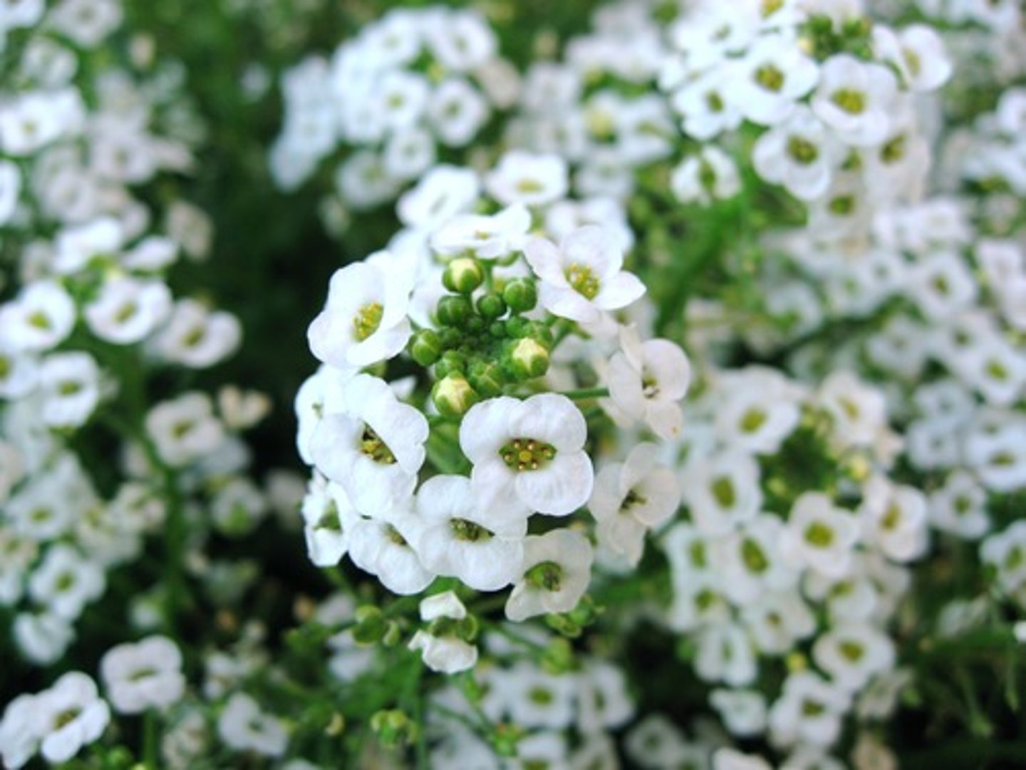 <p>Very small delicate flowers - flowers can be shades of white, pink, or purple</p><p>Grows in a mounded shape</p><p>Leaves are roughly 1 inch long and only ¼ inch wide</p><p>Smells very sweet</p>