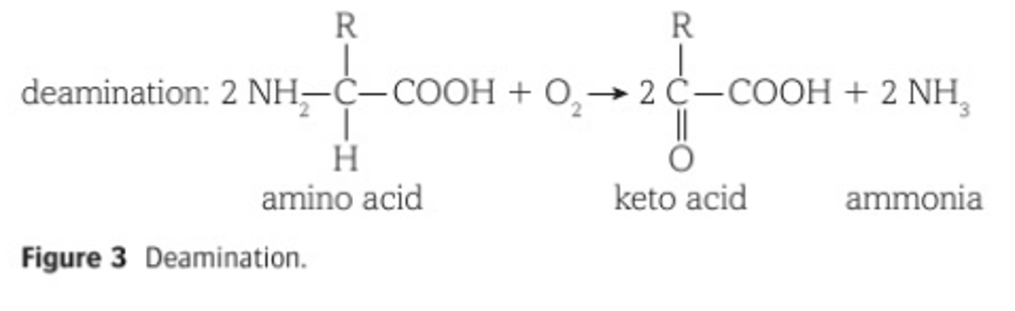 <p>Amino acid + Oxygen → Keto acid + Ammonia</p>