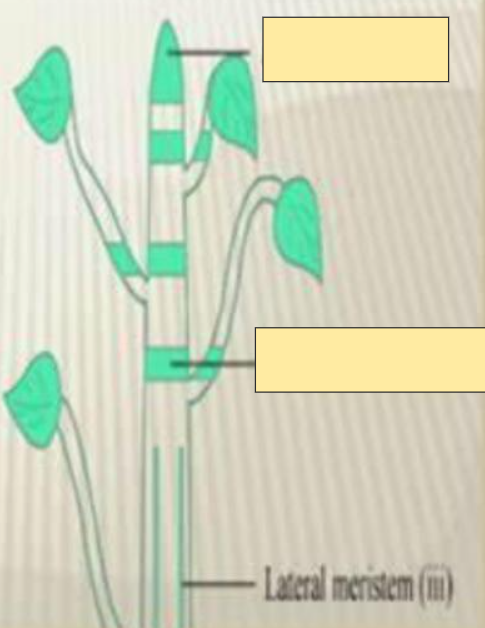 <p>Lateral Meristem</p>