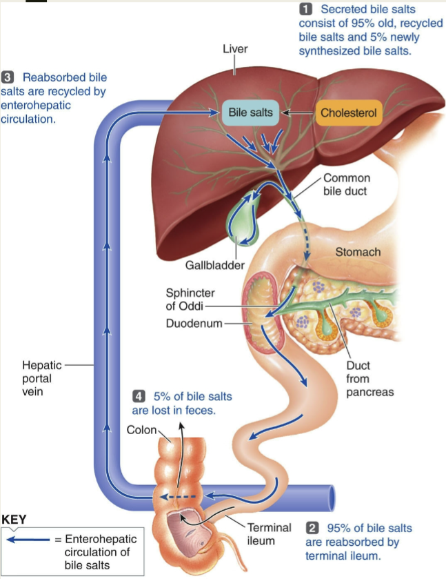 <p>a network of organs and ducts involved in the production, storage, and transport of bile</p><ul><li><p><mark data-color="yellow" style="background-color: yellow; color: inherit">the liver secretes bile</mark> &amp; the <mark data-color="yellow" style="background-color: yellow; color: inherit">gallbladder stores</mark> it</p></li><li><p><strong>sphincter of Oddi</strong> <mark data-color="yellow" style="background-color: yellow; color: inherit">prevents bile from entering the duodenum except during digestion</mark></p><ul><li><p>diverts bile secreted by the liver into the gallbladder between meals</p></li></ul></li><li><p>bile salts are recycled through the<strong> enterohepatic circulation</strong></p></li></ul><p></p>